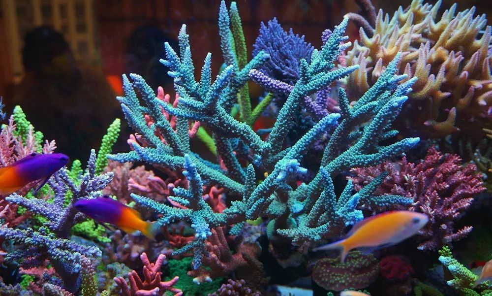 海缸可以养哪些生物,海缸要养哪些生物