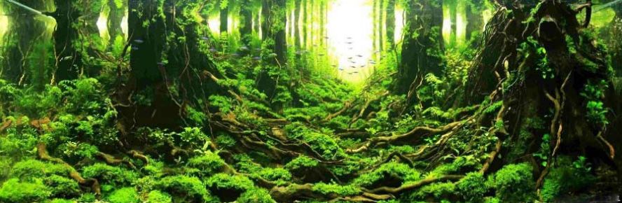 ada2021造景大赛第一名高清图,22年ada造景大赛