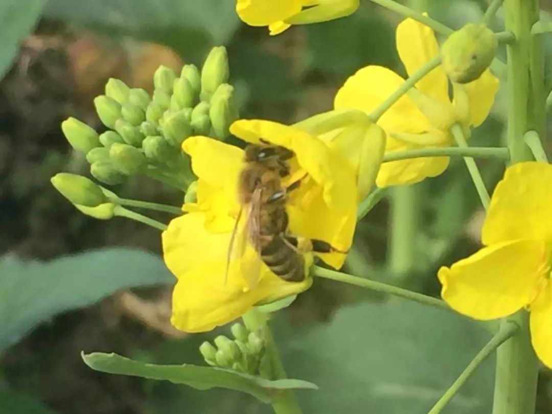 这些东西统统免费却让人幸福感爆棚！有多少秀山人享受到了？