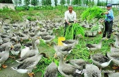 养鹅两年女朋友跑了……怎么办……