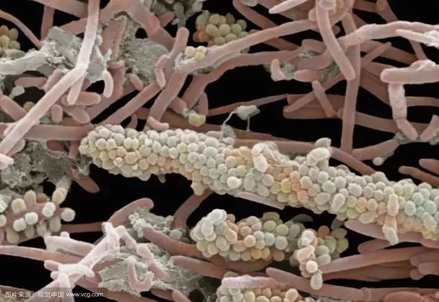 公认去牙黄最好的牙膏老爸评测,去牙渍去口气的牙膏测评