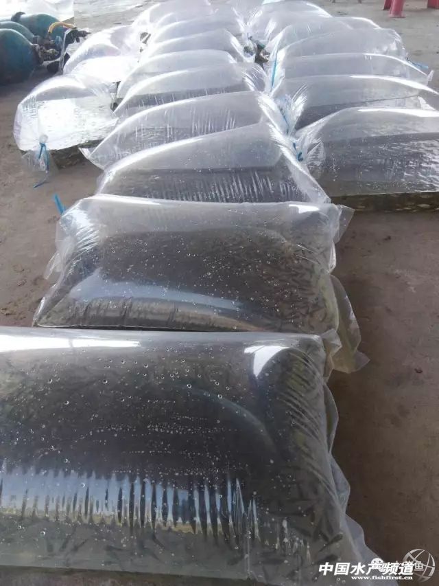 鱼苗放进鱼塘有少数死亡正常吗,放养鱼种要注意什么