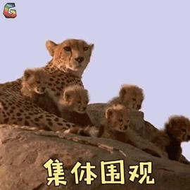 权威发布:2019年西海岸优化调整公交线路规划方案出炉!