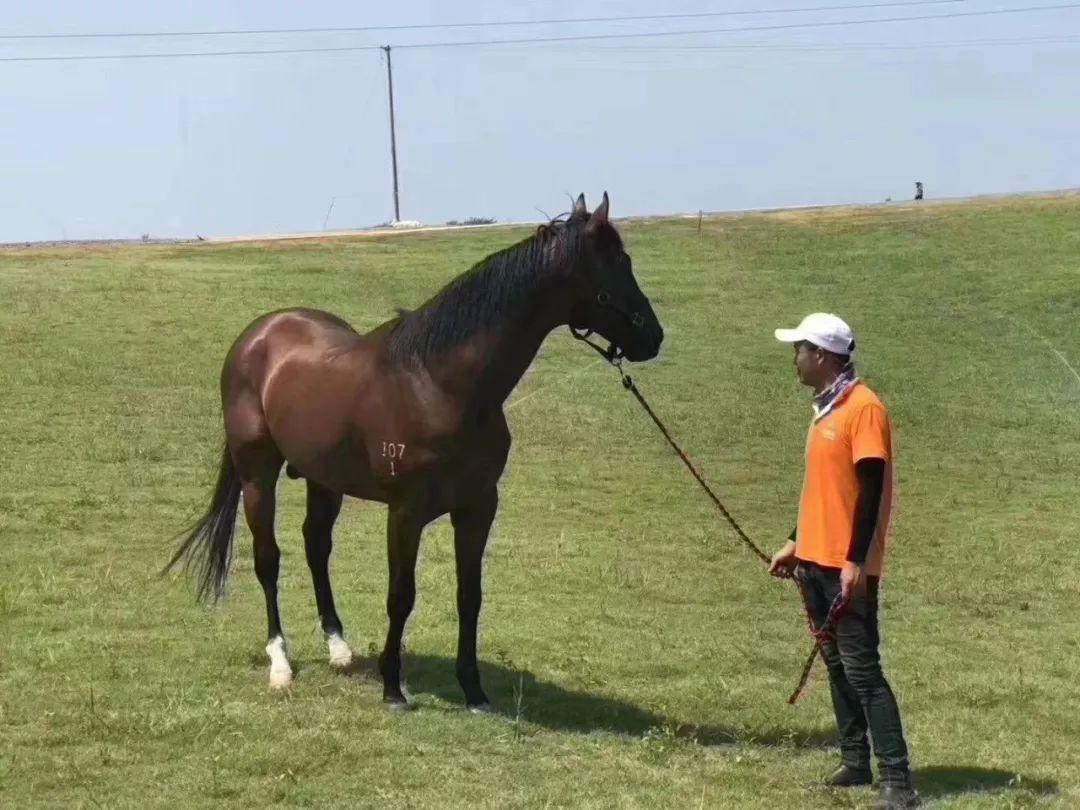 自驾游草原免费路线图2日游,清明节一日游自驾