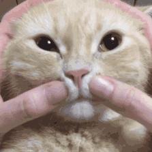 有猫有狗怎么喂粮,有猫有狗好不好