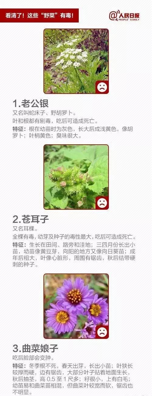 宿州野菜,挖野菜的视频火了