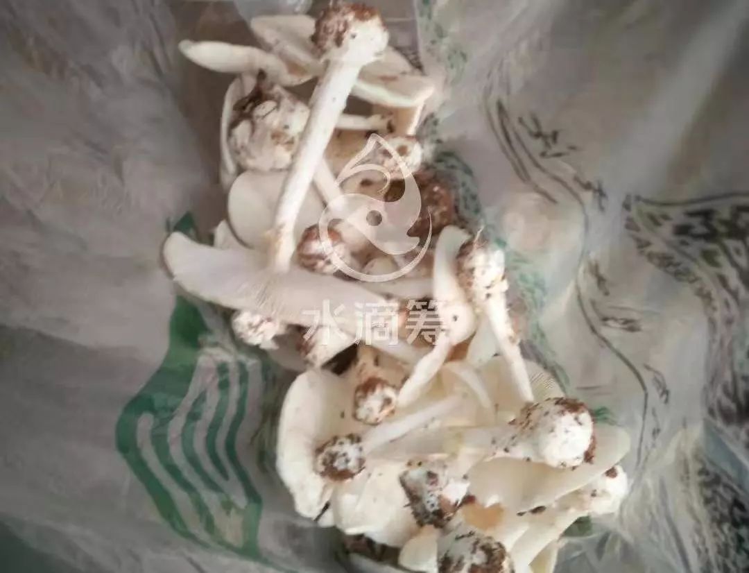 2017毒蘑菇中毒指南,广东进入毒蘑菇高发季节