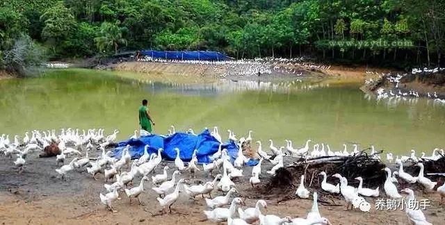 黑龙江春季养鹅如何保暖,怎样养殖鹅下蛋多