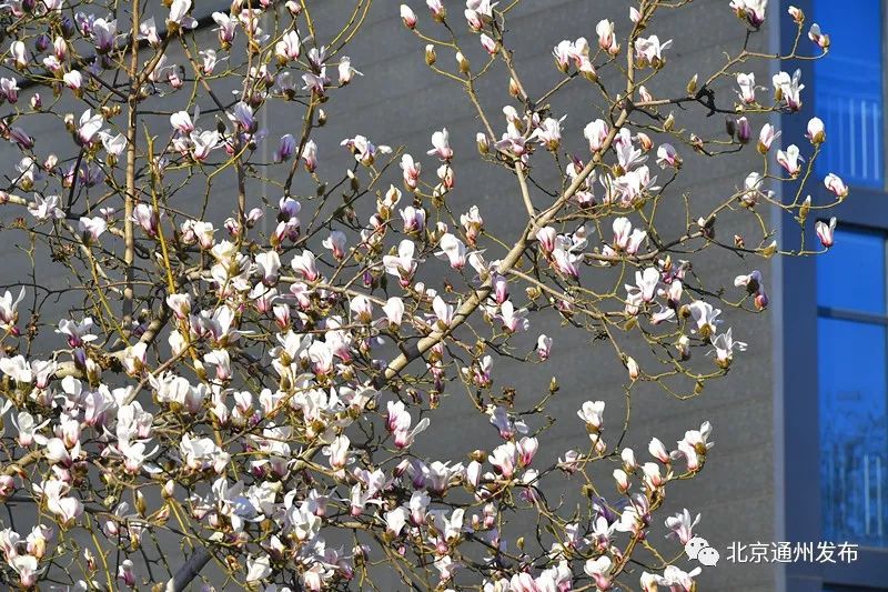 美得不像话！通州玉兰花开早腊梅绽放报春来