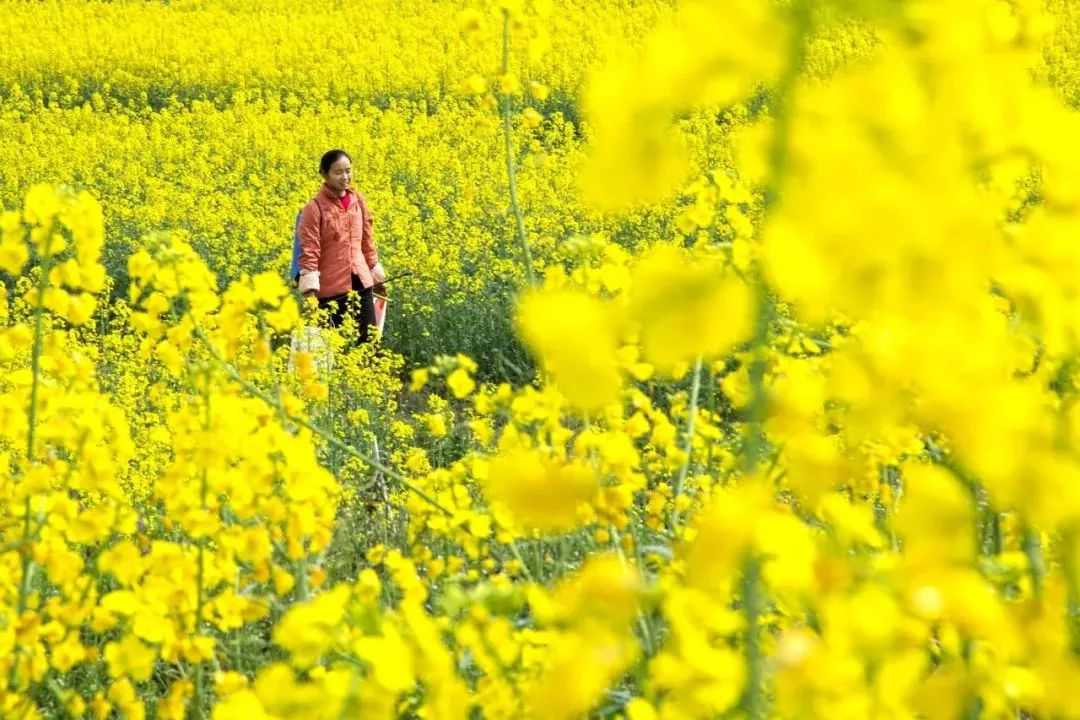 咸宁市赏花景点有哪些景区,诗意踏青春暖花开