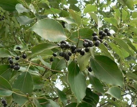 春天植树的方法,春天植树正当时