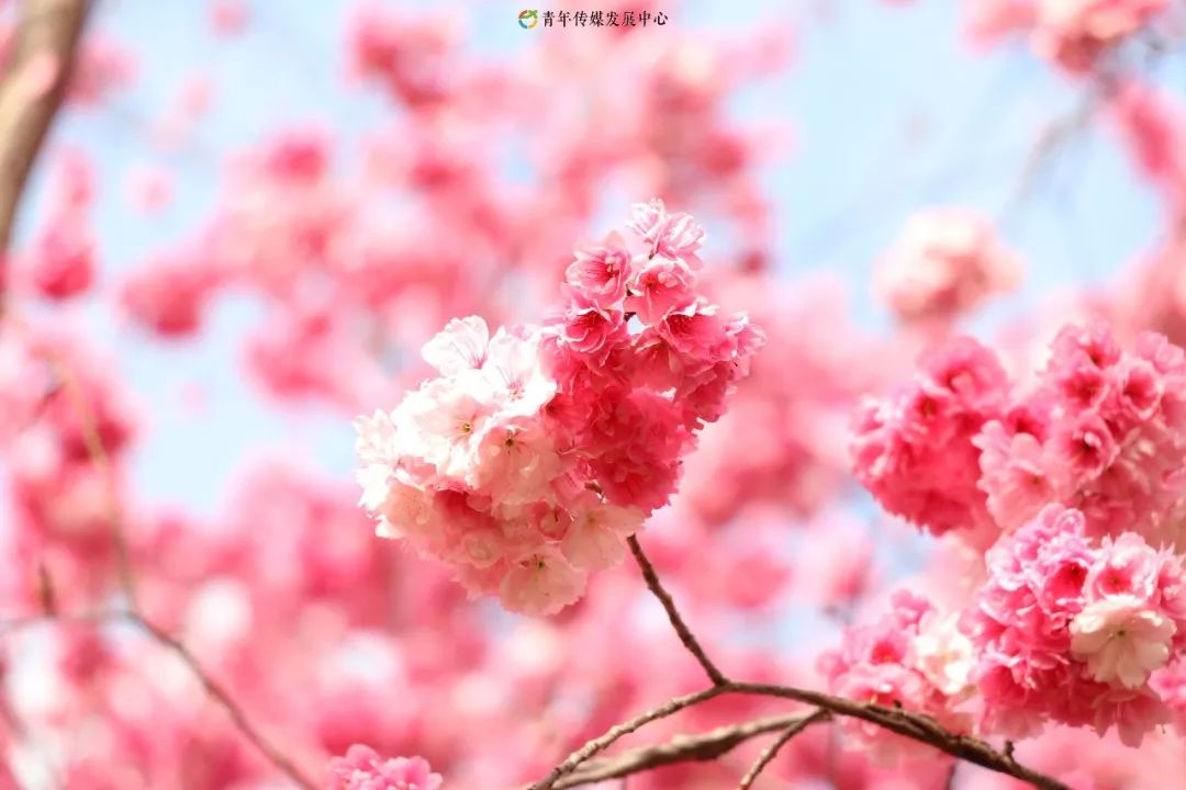 海棠与樱花的区别在哪里,海棠樱花桃花怎么区分