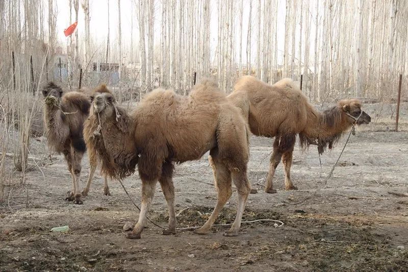 和静县肉鸽养殖基地,和静养殖基地
