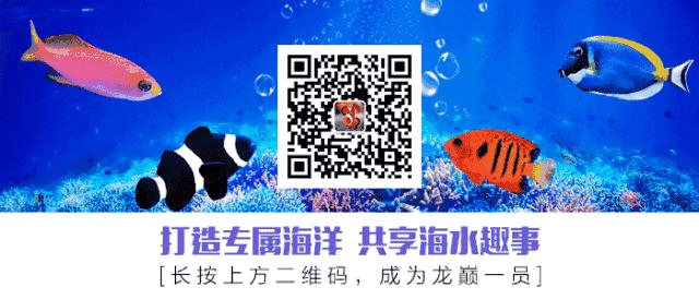 1.5米的大缸,1.5米大缸溪流造景