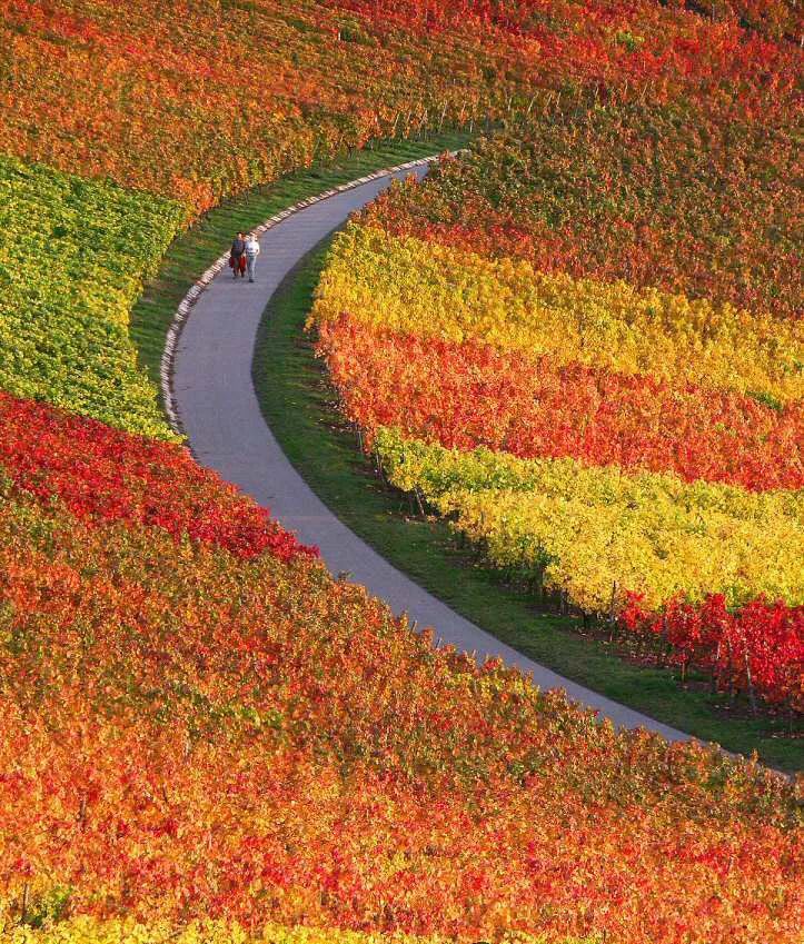 景观花海攻略,花海踏春旅游景点
