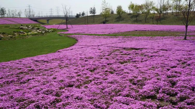 景观花海攻略,花海踏春旅游景点