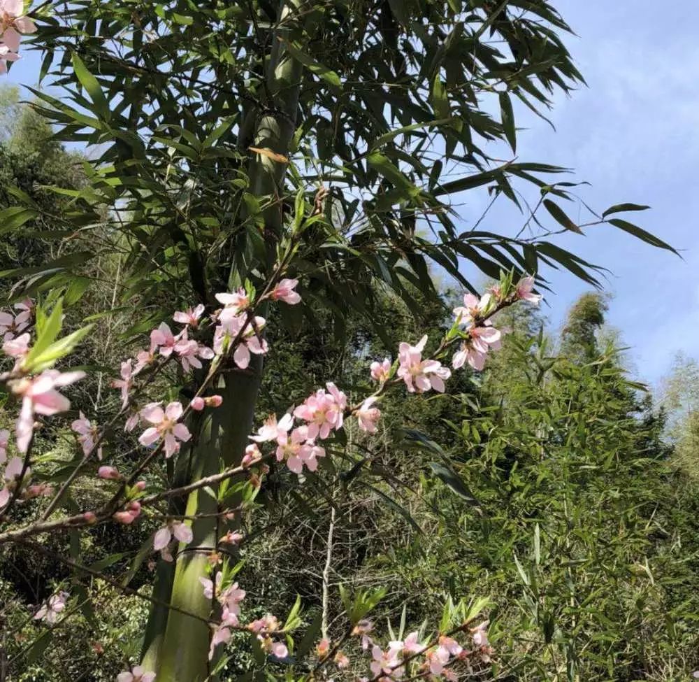 五一五府山蜜蜂谷,春游五龙山