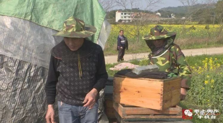 青春衡东：春来花开采蜜忙，欧金华沿着花的足迹迁徙