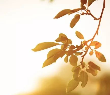 春天关于朋友的诗,送你一首有关春天的诗