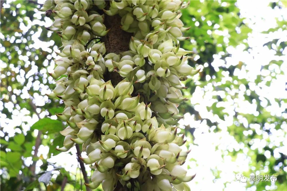 禾雀花美翻三月天,禾雀花盛开美翻三月天