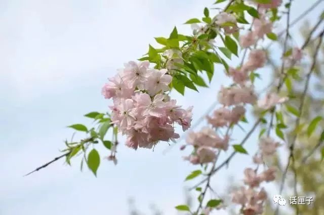 万花丛怎么拍照,万花丛中拍照技巧