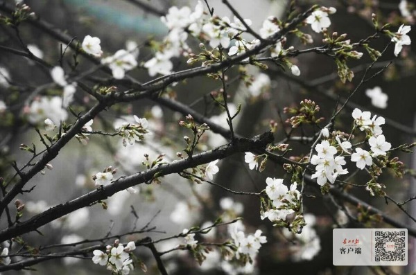 武大看樱花还要预约吗,武大赏樱花需要预约吗