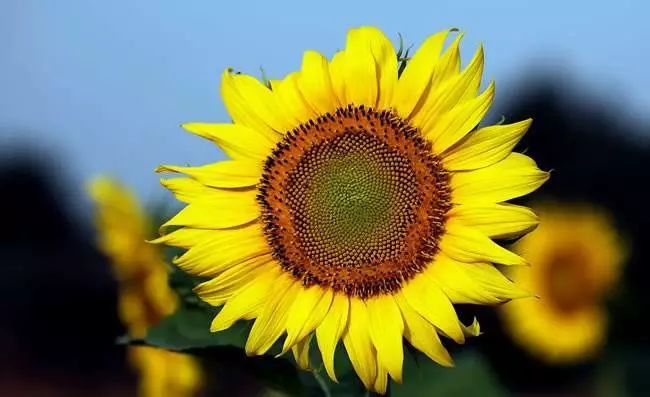 2022高考英语作文押题50篇,2022高考英语作文范文50篇