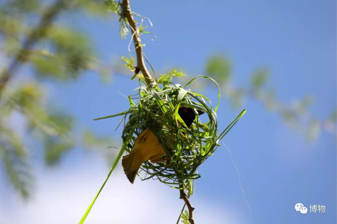 肯尼亚博物学之旅,博物肯尼亚