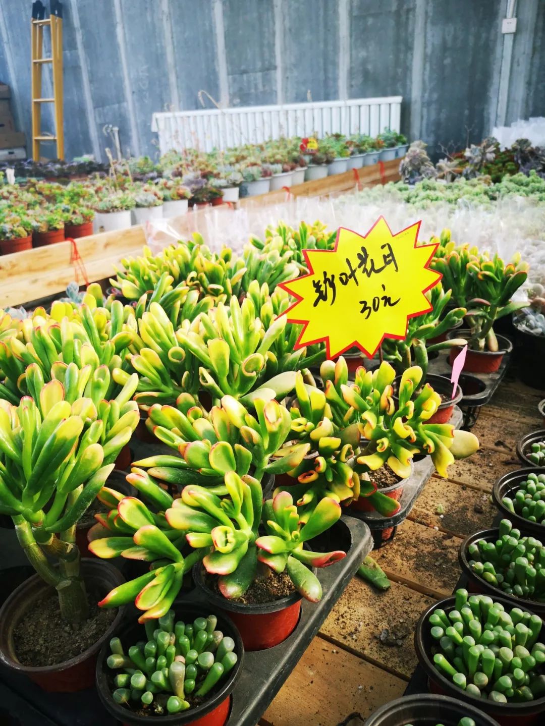 西安最大花卉交易市场,西安朱宏路丰产路巨坤花卉市场