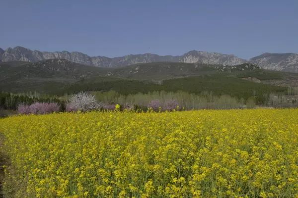 郑州周边踏青采摘野菜,郑州自驾踏青赏花好去处