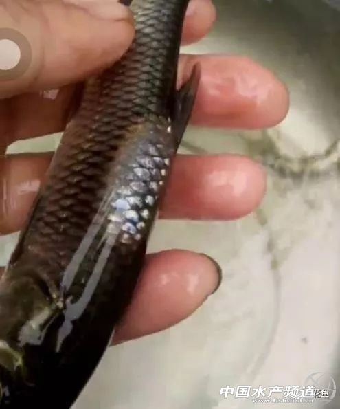 鱼疥疮病原因,鱼痘疮病怎么治疗