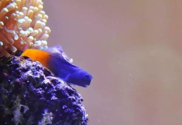 海水鱼缸微缸,如何打造一个海水缸