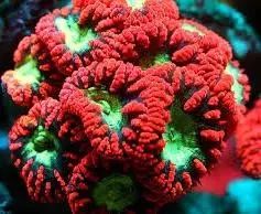 海水鱼缸微缸,如何打造一个海水缸