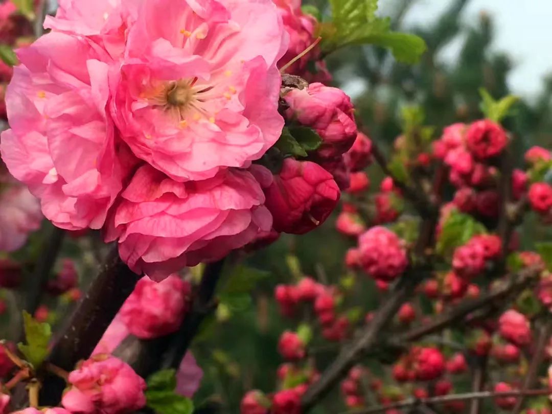 正当时莲花山踏青,莲花山赏花要预约吗