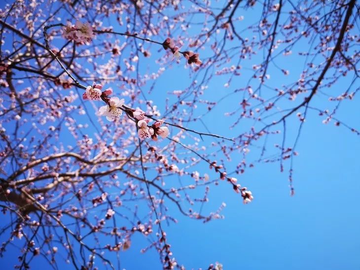 西检播报高清视频,西检动态图