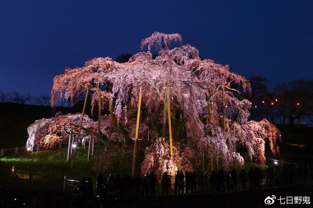 2019年日本大赏排行榜,2018全日本赏樱花旅游攻略