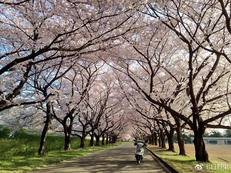 2019年日本大赏排行榜,2018全日本赏樱花旅游攻略
