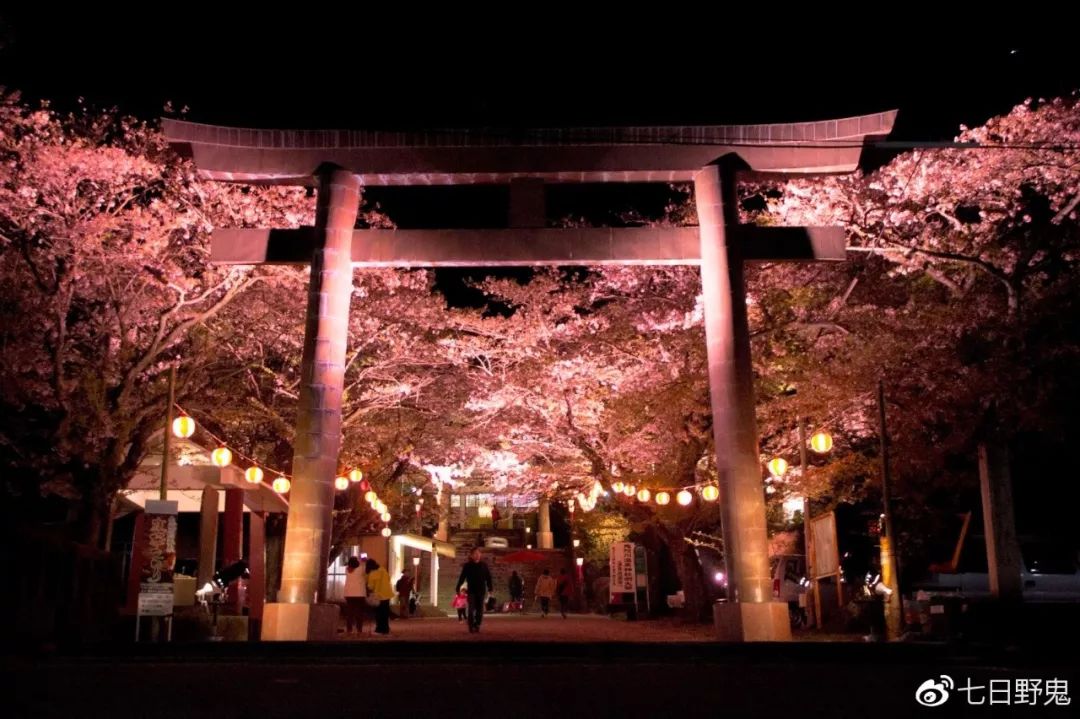 2019年日本大赏排行榜,2018全日本赏樱花旅游攻略