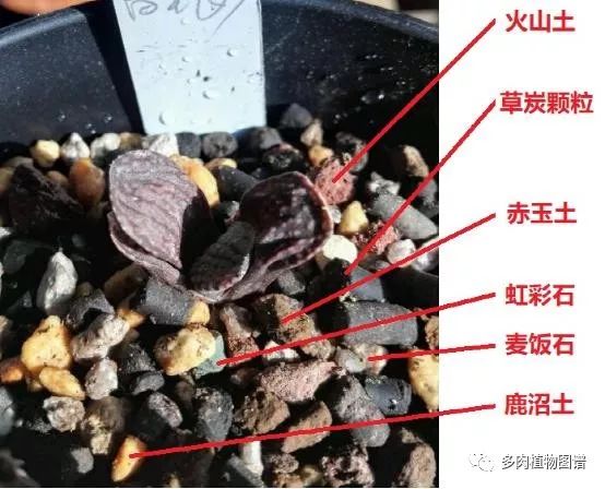 十二卷的养护注意事项,十二卷夏季如何养护