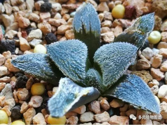 十二卷的养护注意事项,十二卷夏季如何养护