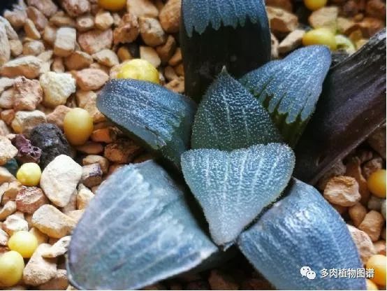 十二卷的养护注意事项,十二卷夏季如何养护