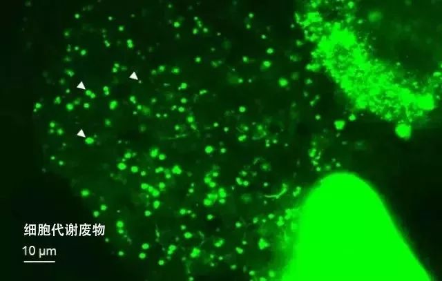 很丑但好用的国货面膜,这款国货面膜如此平价却堪称万能