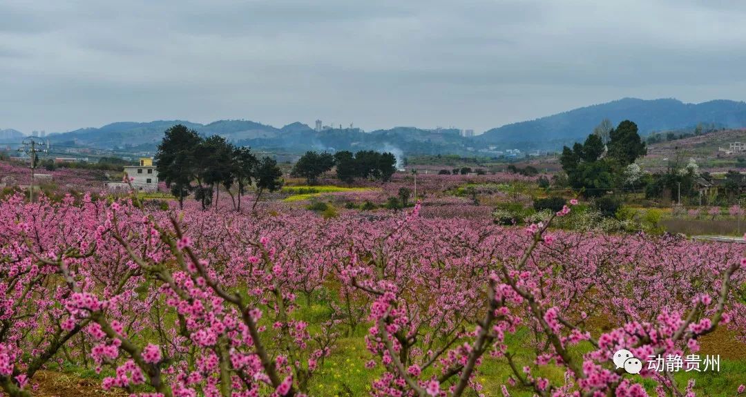 贵阳什么地方桃花开了最美,贵阳桃花盛开的地方