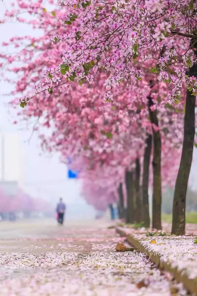 螺蛳粉征服世界,螺蛳粉征服全世界