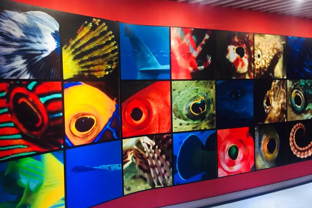 聊城海底世界游玩攻略,从聊城出发亲子游