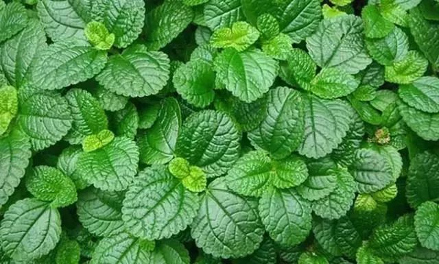 韩国变态牙膏排名,韩国变态牙膏治疗口臭