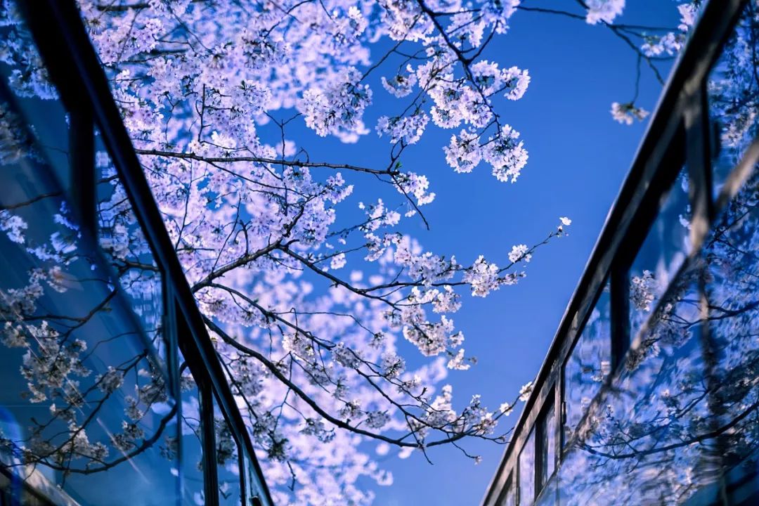 上海顾村公园赏樱花图片,全季顾村公园