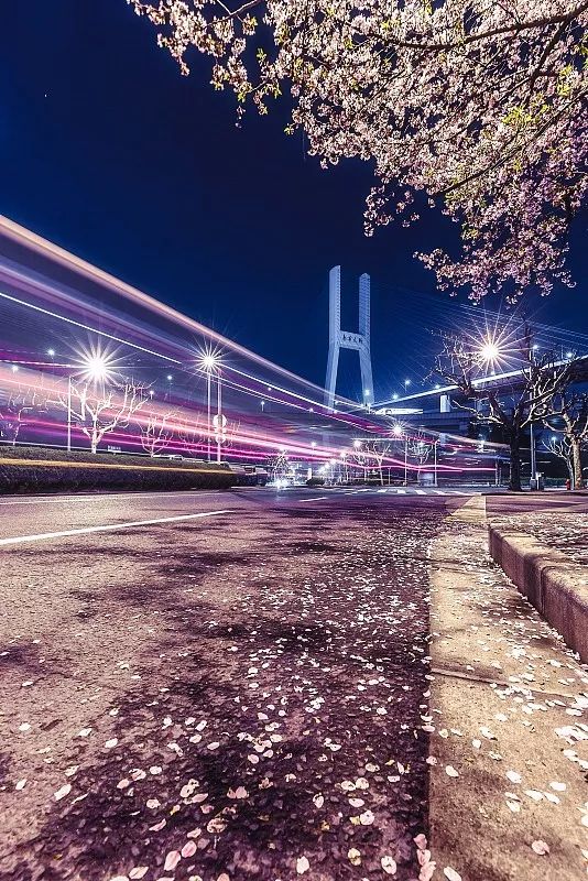 上海顾村公园赏樱花图片,全季顾村公园