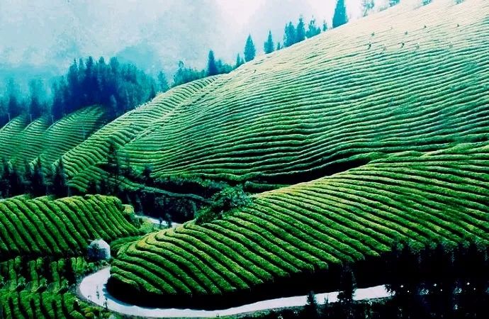 风月无边，茶事正好！这几座茶园里，藏着湖北最美的春天