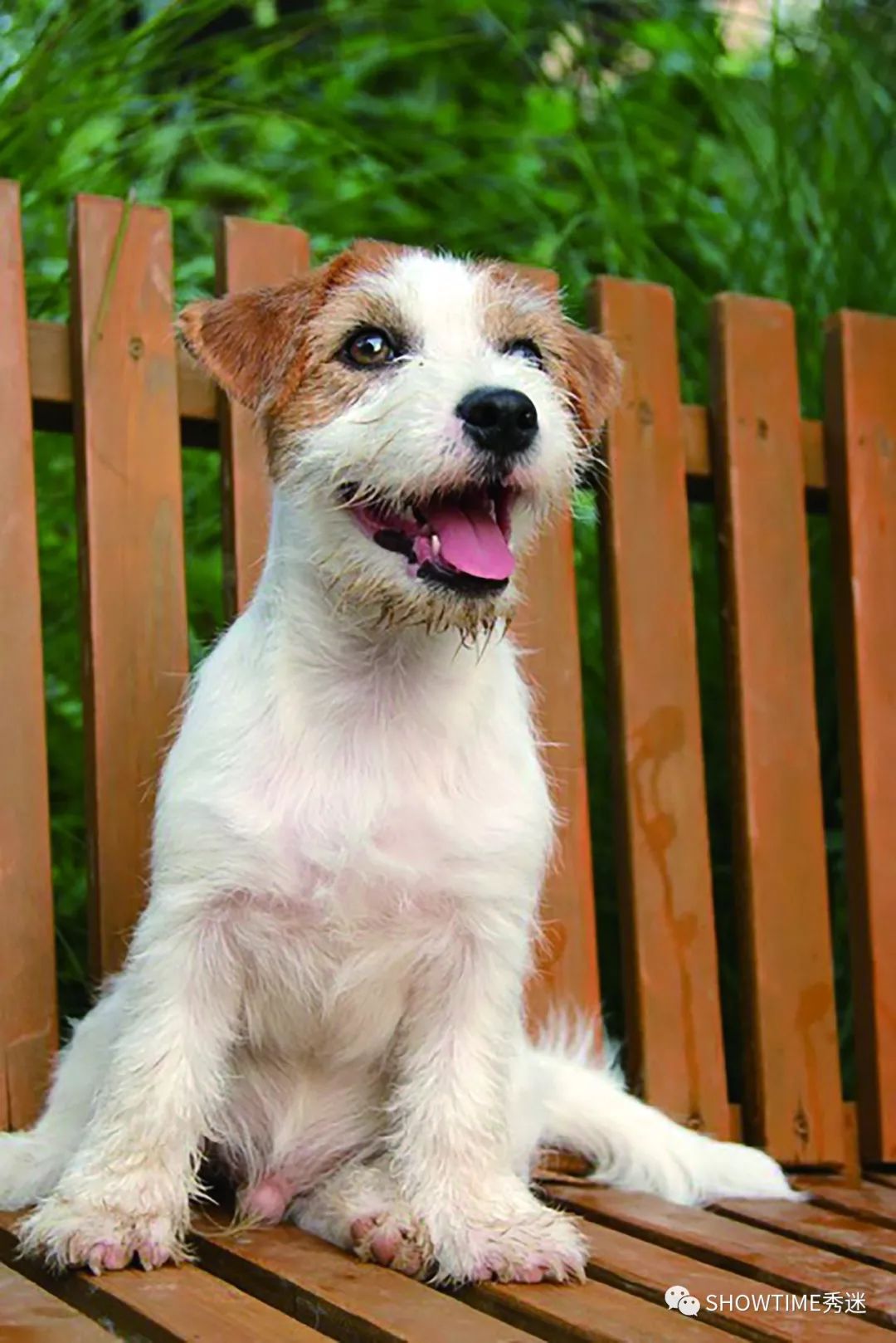 Elyn：非常安静内向的……野姑娘。|犬学知识专业版封面故事